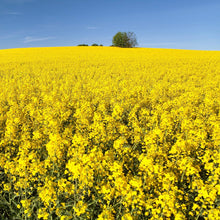 Brassica Napus Seeds for growers seeking a long-blooming display