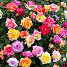 Mixed Colors Rose Seeds for seasonal color across the a Colorful Rose Garden