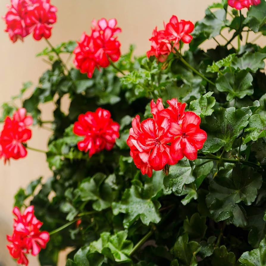 Geranium Pelargonium × hortorum Ringo Deep Scarlet flower seeds for planting in garden pots or landscape beds - for planting in home garden
