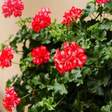 Geranium Pelargonium × hortorum Ringo Deep Scarlet flower seeds for planting in garden pots or landscape beds - for planting in home garden