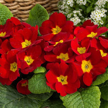 Scarlet Common Primrose Seeds for a lasting display in the spring gardens