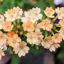 Verbena Peaches and Cream Perennial Seeds for colorful blooms in the Soft, Elegant Blooms in Your Garden