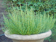 Winter Thyme Thymus Vulgaris Seeds for a flavorful crop in the Herb Garden & Vegetable Patch