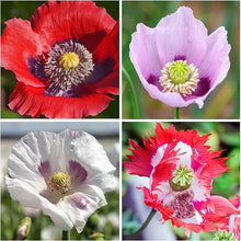 Mixed Poppy Seeds (Papaver spp.) for seasonal color across the Flower Bed