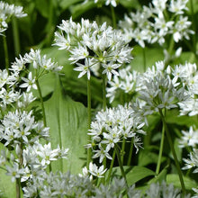 Wild Leek Seeds (Allium tricoccum) for a productive addition to the vegetable patch
