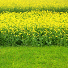 Brown Mustard Seeds for productive rows in the vegetable patch garden