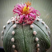Astrophytum Super-KABUTO REDFlowers Seeds (Kakteen exotischer) for growers seeking a long-blooming display