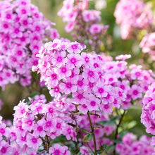 Phlox Phlox Paniculata Mixed Colors Seeds for a lasting display in the Garden Seasonal Displays