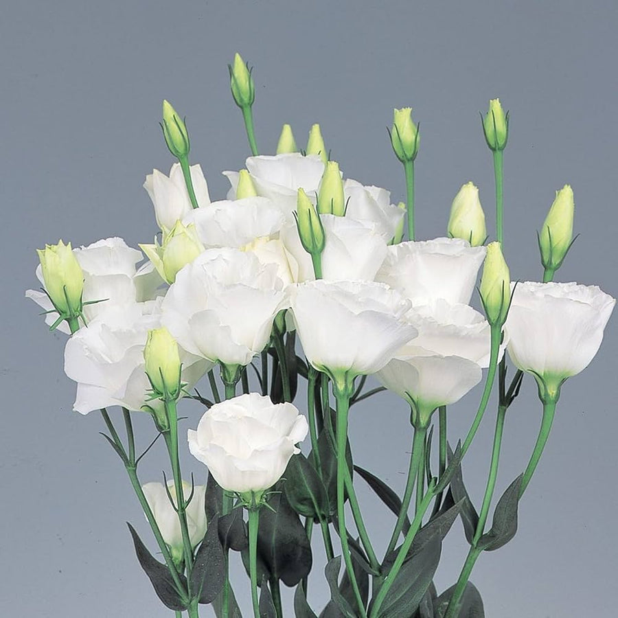 Lisianthus Eustoma Grandiflorum Pure White Echo Flower Seeds for Planting – Ideal for Elegant Garden Beds and Cut Flower Use
