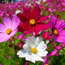 Cosmos Sensation Mix Seeds for a lasting display in the Hardy Garden Blooms