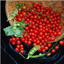 Sweet Pea Currant Tomato Seeds (Solanum lycopersicum) for growers stocking a kitchen garden
