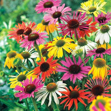 Firebird Coneflower Seeds (Echinacea purpurea) for a lasting display in the Flower Bed