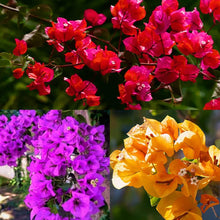 Bougainvillea Seeds (Bougainvillea spp.) for seasonal color across the Tropical Garden
