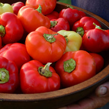 Plant Seeds (Alma paprika) for growers planting the kitchen garden with multicolor fruit options