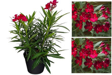 Army Green: Big Promotion Nerium Seeds for a colorful addition to any planting