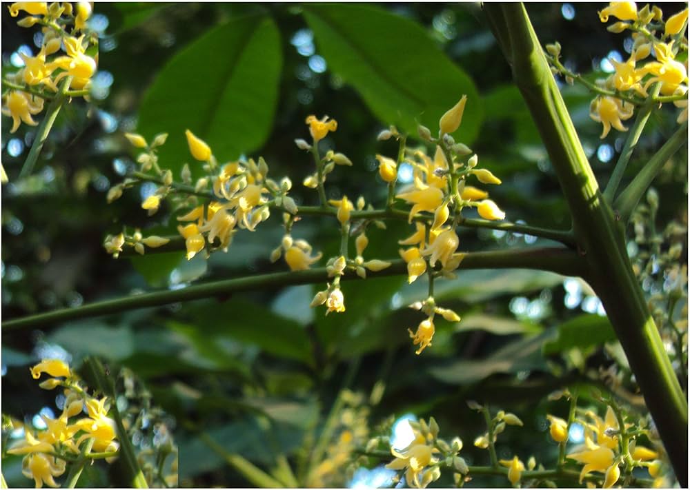 Hevea Brasiliensis Para Rubber Tree Seeds