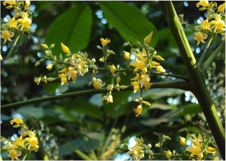 Hevea Brasiliensis Para Rubber Tree Seeds
