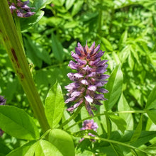 Licorice Root Seeds (Glycyrrhiza glabra) for seasonal color across the Herb Garden & Landscape