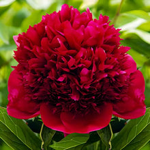 Heirloom Dark Red Peony Shrub Seeds for growers seeking a long-blooming display