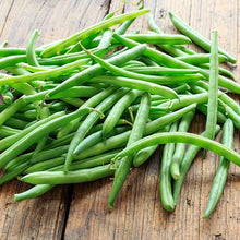 Blue Lake Bush Bean Seeds for growers stocking the Garden