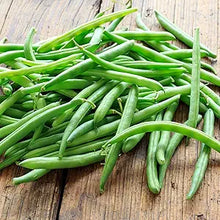 Bush Blue Lake Bean Seeds for a reliable harvest in the Vegetable Gardens