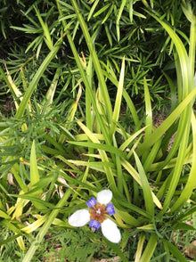 Iris Iris Germanica Bonsai Seeds known for indoor Decorative Gardening