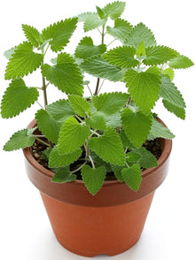 Catnip Plant Nepeta cataria for planting in herb garden