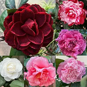 Camellia Camellia japonica flower seeds for planting in home garden or shaded borders - for planting in home garden