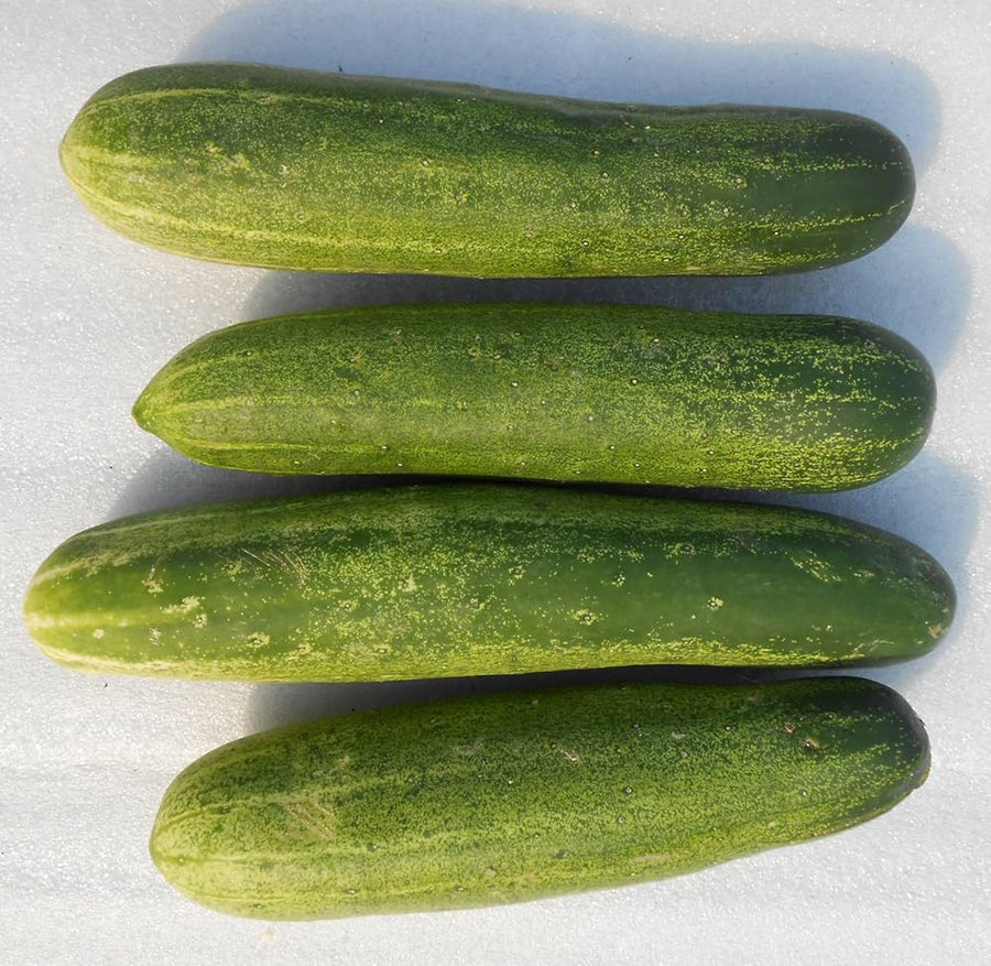 Cucumber Cucumis Sativus Seeds for planting in vegetable patch