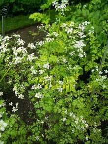 Kerbel herb seeds