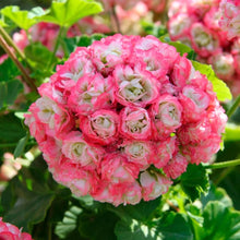 Rare Geranium Seeds for reliable seasonal color
