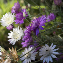 Immortal Mix Seeds (Xeranthemum annuum) for a bright addition to the dry flower garden wildflower bed