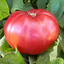 Giant (Belgium Pink Tomato Seeds – Large Heirloom Tomatoes with Sweet Flavor) for planting in garden