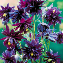 Aquilegia Columbine Seeds for growers filling out the Flower Bed