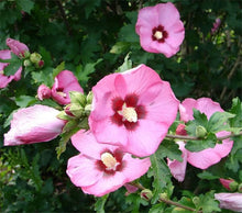 Rose of Sharon Hibiscus Syriacus Seeds for reliable seasonal color