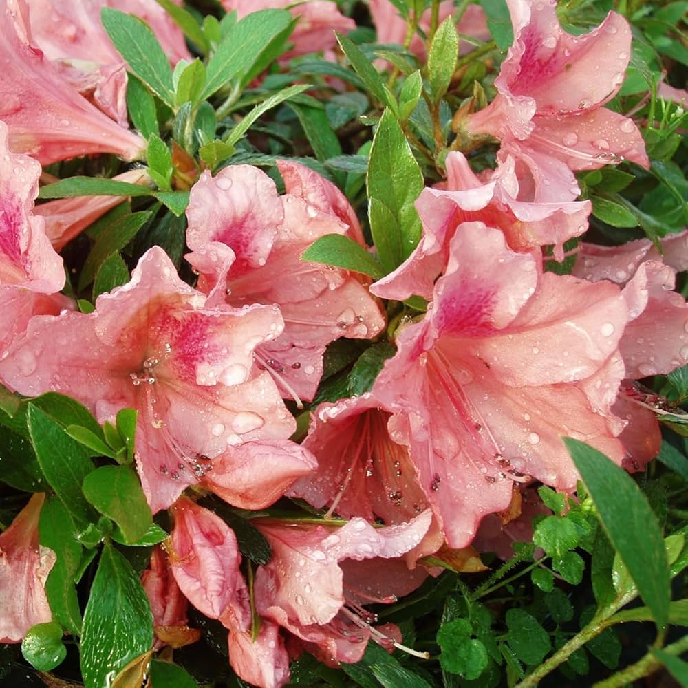 Pink Royal Azalea Rhododendron Shrub Seeds