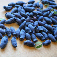 Lonicera Caerulea Seeds for a homegrown harvest from the Garden