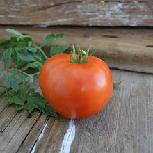 Tomato Solanum Lycopersicum Exclusive Red Cherry Mix Seeds prized among growers for home Snacking Variety