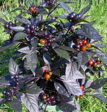Black Pearl Pepper (Capsicum annuum) for planting in home garden