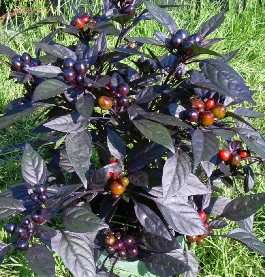 Black Pearl Pepper (Capsicum annuum) for planting in home garden