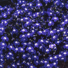 Lobelia Blue Wings Seeds grown for vibrant Blue Flowers