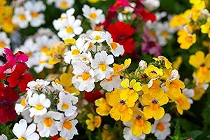 Nemesia (Nemesia strumosa) flower seeds for planting in home garden