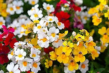 Nemesia (Nemesia strumosa) flower seeds for planting in home garden