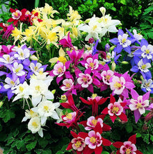 Aquilegia Winky Double Columbine Seeds for reliable seasonal color