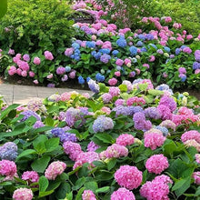 Mixed Hydrangea Seeds (Hydrangea spp.) for climbing cover in the Flower Urban Garden
