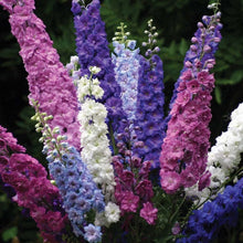Delphinium Organic Imperial Giant Seeds for a colorful addition to any planting