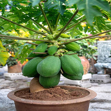Maradol Papaya Seeds (Carica papaya) for a homegrown harvest from the tropical kitchen gardens and fast growth planting