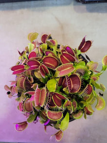 Flytrap Dionaea Muscipula Venus Insect-Eating Seeds for a lasting display in the Indoor Backyard Gardens