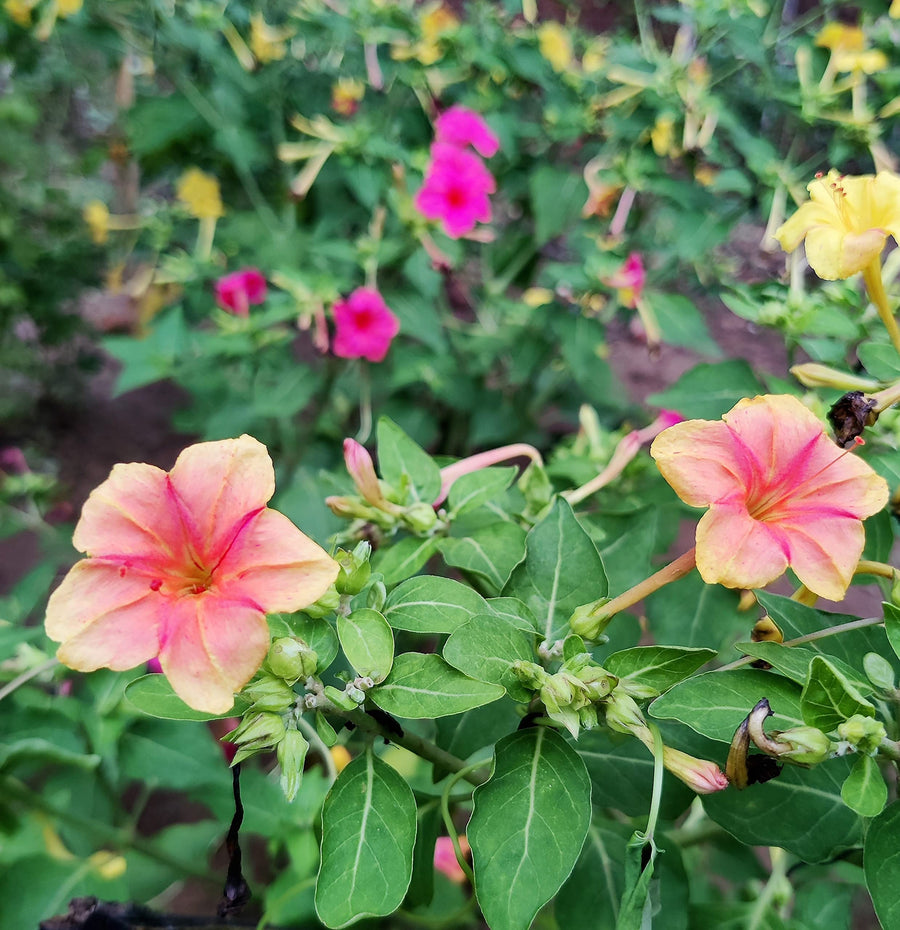 Four O'Clock ��������� Mirabilis jalapa ��������� for planting in evening-blooming flower beds