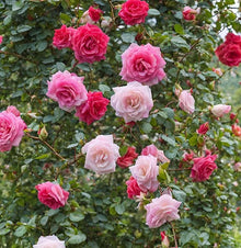 Exotic Rose Rosas Perennial Bonsai Seeds for a lasting addition to the Garden Landscape